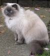 Kucing Himalaya Mix Kampung
