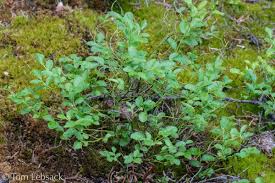 Image result for Vaccinium stanleyi