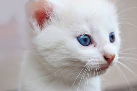 Sally's hobbies include clogging the vacuum cleaner with her luxuriant fur, winning staring contests, and picking at her food unless it's the most expensive tinned cat food that money can buy. Did You Know That White Cats With Blue Eyes Are Deaf Juan Pascual