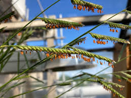 Image result for Poecilostachys oplismenoides