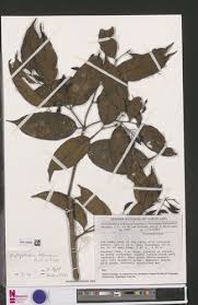 Image result for Scytopetalum