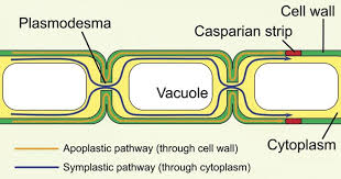 Maybe you would like to learn more about one of these? Plasmodesmata Definition Structure Functions And Diagram