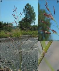 Image result for Eragrostis pilosa
