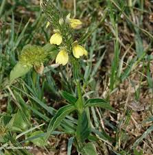 Image result for Justicia flava