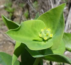 Image result for Euphorbia platycephala