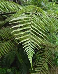 Image result for Cyathea dregei