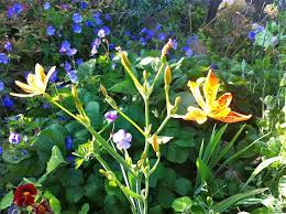 See more ideas about seattle neighborhoods, wallingford, lake union. Plant Talk