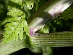 Image result for Conium