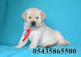 Safkan Labrador Nasil Anlasilir Http Labrador Retriever Yavruilani Com Safkan Labrador Nasil Anlasilir Labrador Retriever Labrador Yavrulari Retriever