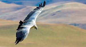 Famous Birds of South Africa | Birding in Africa | Iconic Bird Species