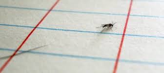 Most biting flies avoid homes, as they prefer natural habitats. How To Get Rid Of Gnats Diy Guide Contractor Cost Earlyexperts