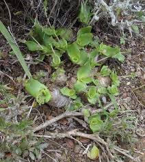 Image result for Ledebouria marginata