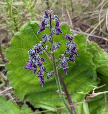 Image result for Equilabium viphyense