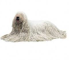 Image result for Komondor