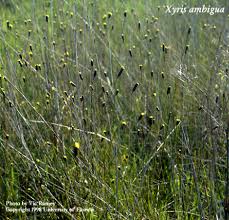 Image result for Xyris parvula