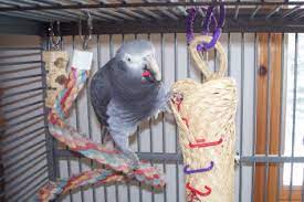 See more ideas about parrot toys, parrot, bird toys. 10 Ideas For Homemade Parrot Toys Exoticdirect