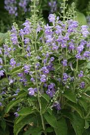Image result for Scutellaria violascens