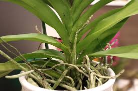 Orchideen schwarze flecken pflanzenkrankheiten schädlinge. Schadlinge An Orchideen Von A Z Mit Bildern Hilfe Und Tipps