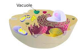 It is made up of mostly water and salt. What Is The Function Of A Vacuole In An Animal Cell Quora