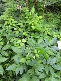 Image result for Hylodesmum