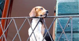 Cosa dice la legge l'ultima riforma in materia di condominio ha modificato la legge precedente specificando che i regolamenti di condominio non possono assolutamente vietare animali domestici nelle abitazioni. Anche Loro In Lockdown Ecco Cosa Si Puo Fare Con Il Proprio Cane In Zona Rossa Il Tempo