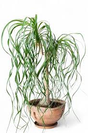 Image result for Beaucarnea