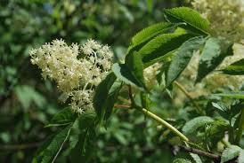 The shrub or tree will be. Identifying Elderflowers The Fat Of The Land