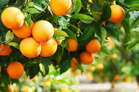 Contextual translation of yang ditubuhkan oleh into english. Apa Efeknya Jika Tubuh Kelebihan Vitamin C Jovee Id