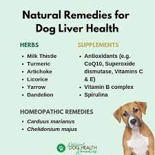 Use These Natural Remedies To Support Liver Health In Dogs Liver Health Natural Dog Remedies Dog Remedies