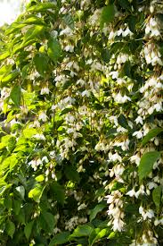 Pinnately creamy pink flowers in spring contrast nicely with the dark leaves. The Japanese Snowbell For You