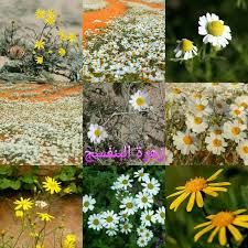 صباح النور والنوير والرضا من رب الخير plants nature