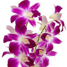 Pin By Rose Peguero On Orchids In 2020 Dendrobium Orchids Orchid Plants Easiest Flowers To Grow