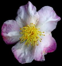 Camellia Sasanqua Jean May Found In Hakone Japan Camelliasasanqua Camilla Flowers Flower Hakone Japan Flowers Hakone Japan