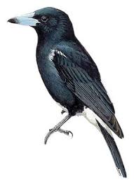 Maybe you would like to learn more about one of these? Illustrations Tagula Butcherbird Cracticus Louisiadensis Birds Of The World