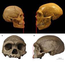Maybe you would like to learn more about one of these? New Dragon Man Skull Could Represent Humanity S Closest Ancestor Extremetech