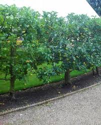 In this video , i give you my 5 top fruit trees that are too easy to grow in the home garden! Espaliered Fruit Trees Fruit Trees Espalier Fruit Trees Backyard Vegetable Gardens