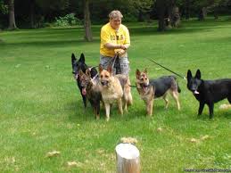 These german shepherd puppies located in iowa come from different cities, including, clermont. German Shepherd Puppies For Sale In Blue Grass Iowa Classified Americanlisted Com