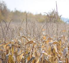 We did not find results for: Daun Jagung Indonesia Akan Diekspor Analisisnews Com