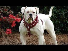 This breed has a large head with strong jaws with ears that may. American Bulldog Strong And Active Dog Youtube