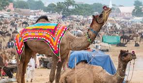 pushkar fair