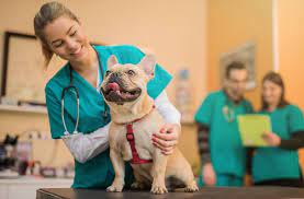 How To Apply To Veterinary School And Become A Veterinarian