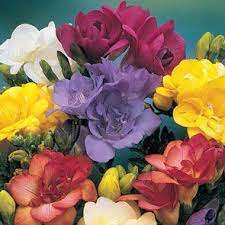 Double Freesia Mixture Breck S Bulb Flowers Deer Resistant Perennials Freesia