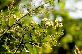 Image result for Lawsonia