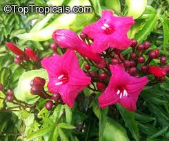 Image result for Ipomoea horsfalliae