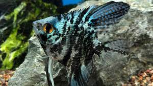 Freshwater Angelfish Aquatics Unlimited