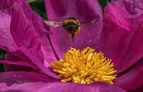 Pfingstrosen über samen, teilung und ableger vermehren. Pfingstrosen Vermehren Pfingstrose Paeonia De