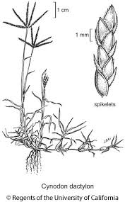 Image result for Cynodon dactylon