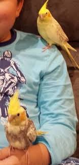 Lost Cockatiel Parrot Bird West Wollongong New South Wales Nsw Australia L20866 Parrot Parrot Bird Cockatiel