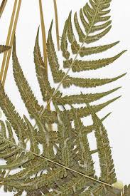 Image result for Christella hispidula