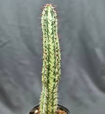 Image result for Euphorbia ramulosa